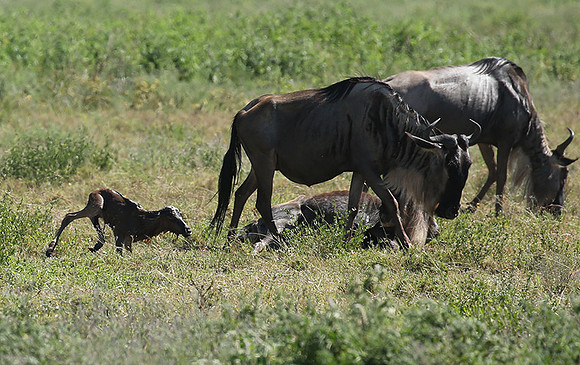 Serengeti
