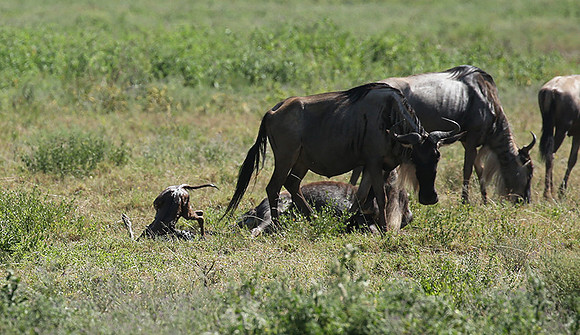 Serengeti
