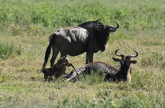 Serengeti