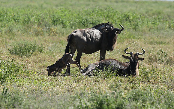Serengeti