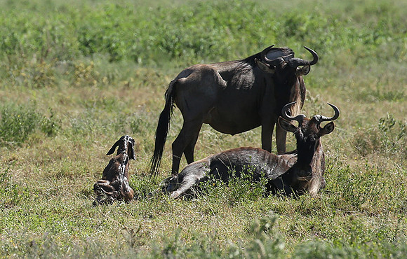 Serengeti