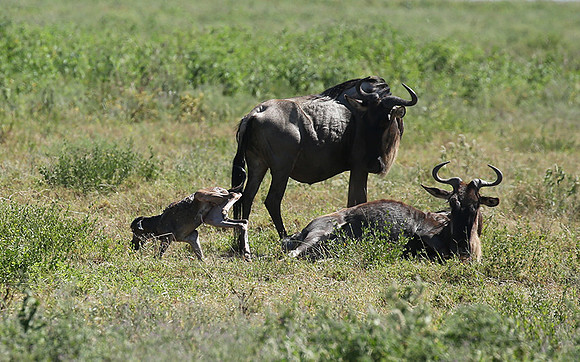 Serengeti