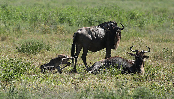 Serengeti