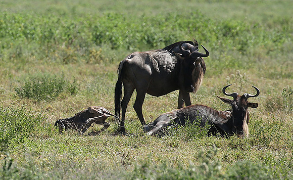 Serengeti