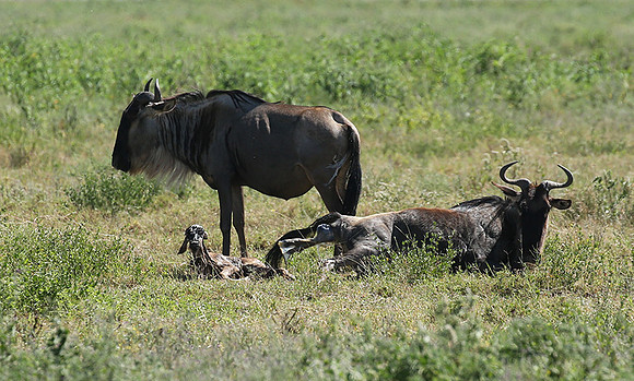 Serengeti
