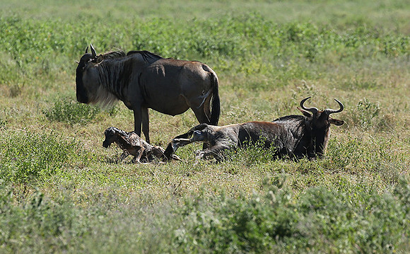 Serengeti