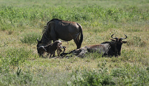 Serengeti