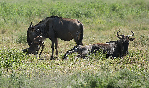 Serengeti