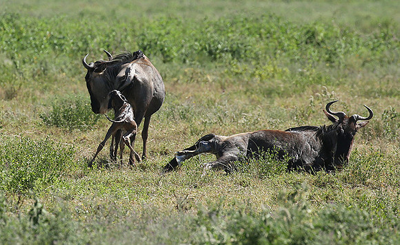 Serengeti