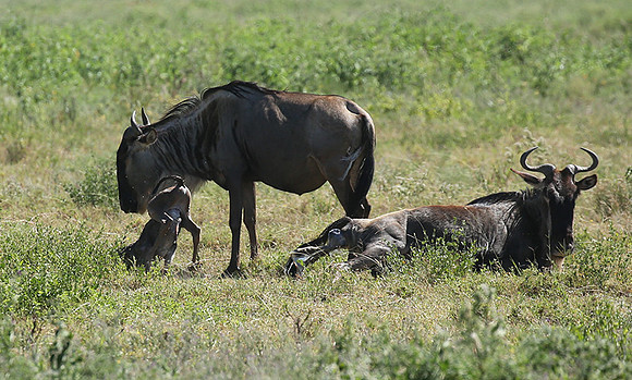 Serengeti