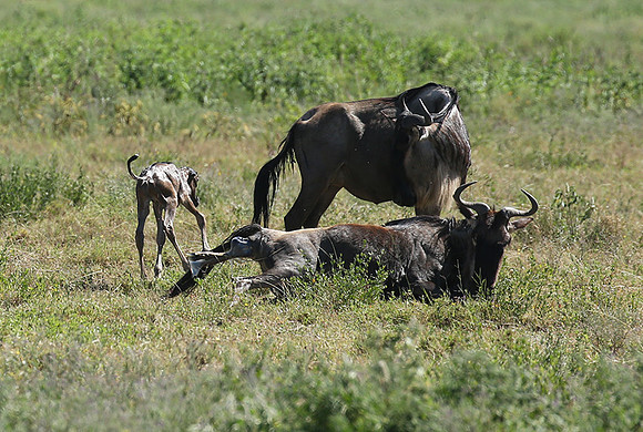 Serengeti