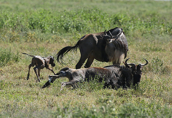 Serengeti