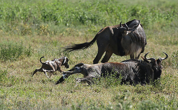 Serengeti