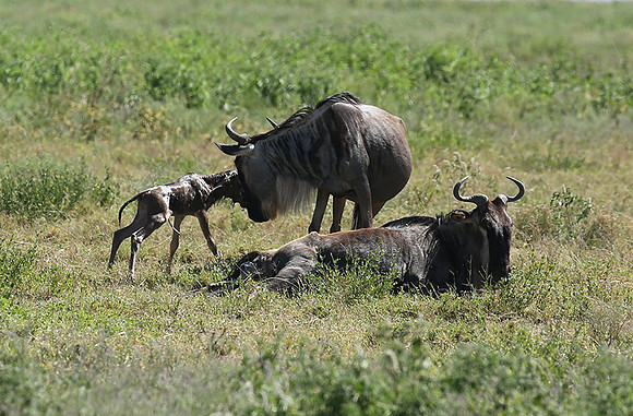 Serengeti