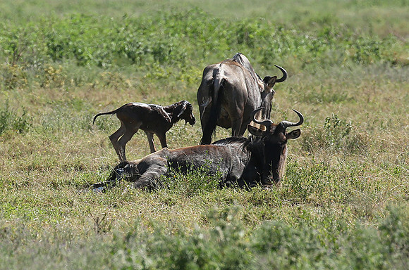 Serengeti