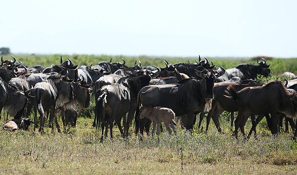 Serengeti