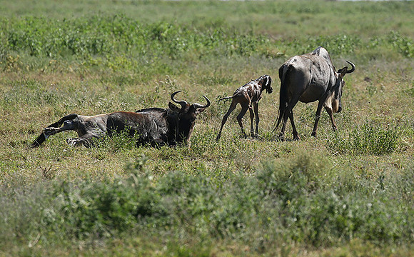 Serengeti