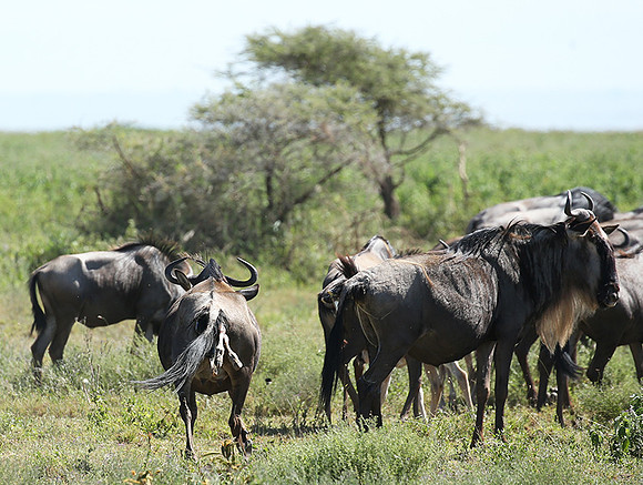 Serengeti