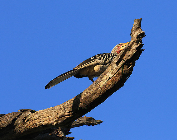 Yellow-billed hornbill - Londolozi game reserve