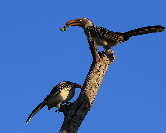 Yellow-billed hornbill - Londolozi game reserve