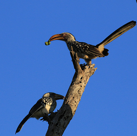 Yellow-billed hornbill - Londolozi game reserve
