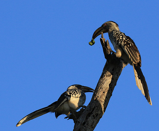 Yellow-billed hornbill - Londolozi game reserve