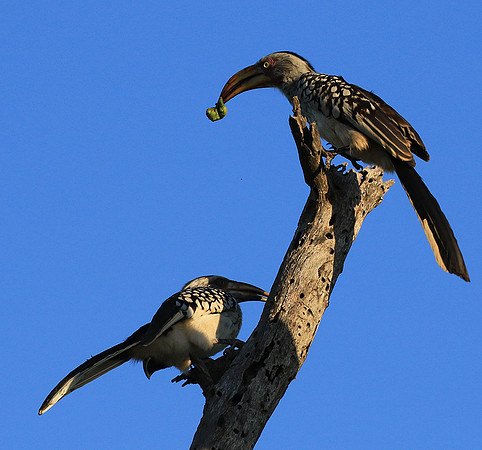 Yellow-billed hornbill - Londolozi game reserve