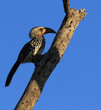 Yellow-billed hornbill - Londolozi game reserve