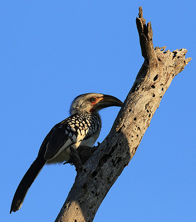 Yellow-billed hornbill - Londolozi game reserve