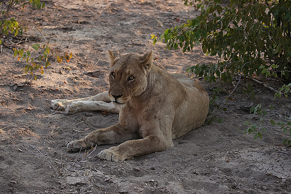 Ongava Private Reserve