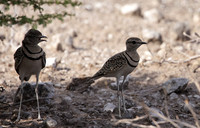 Double-banded courser - Tau Pan