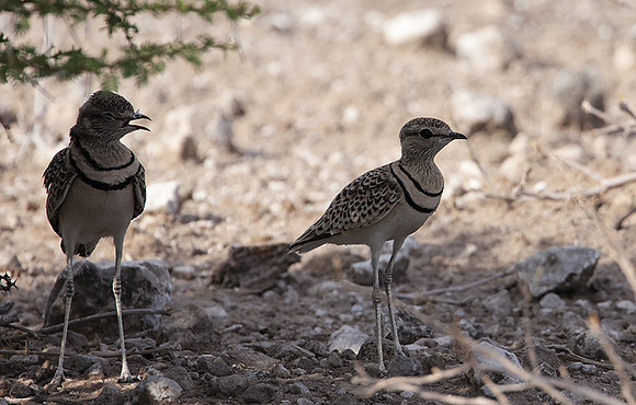 Double-banded courser - Tau Pan