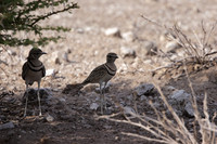 Double-banded courser - Tau Pan