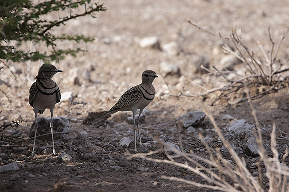 Double-banded courser - Tau Pan
