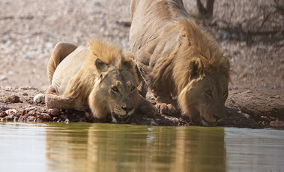 Ongava Private Reserve