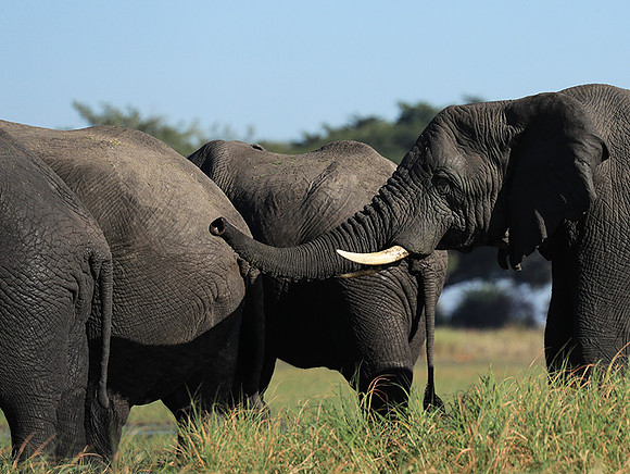 Kafue NP
