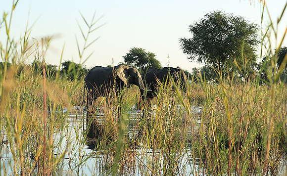 Lower Zambezi NP