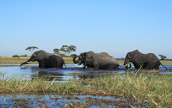 Kafue NP