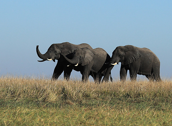 Kafue NP