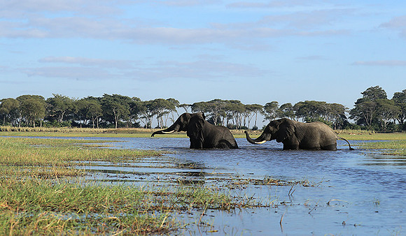 Kafue NP