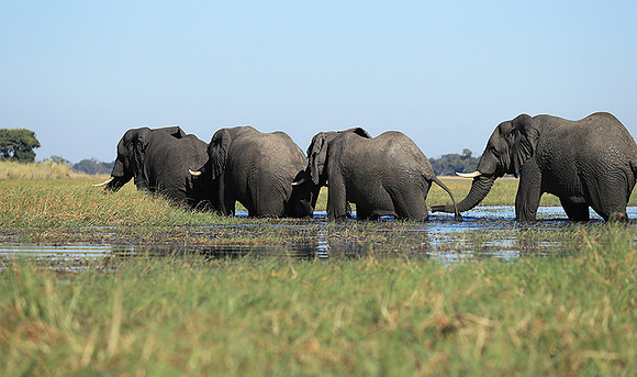 Kafue NP