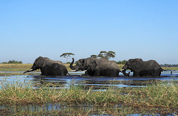 Kafue NP
