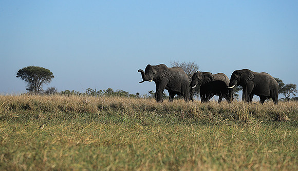 Kafue NP