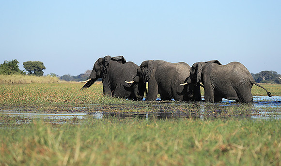 Kafue NP