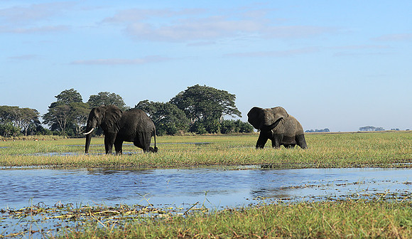 Kafue NP