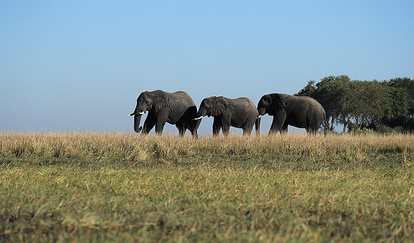 Kafue NP