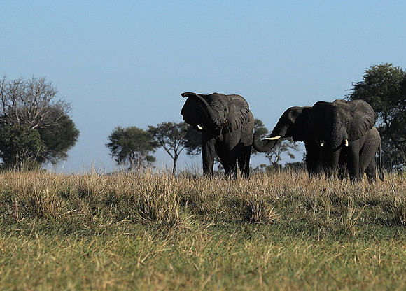 Kafue NP