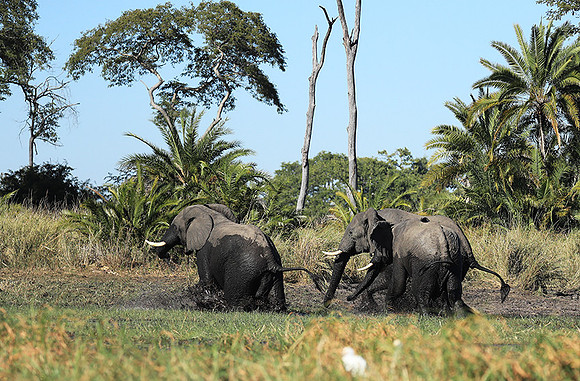 Kafue NP
