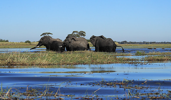 Kafue NP