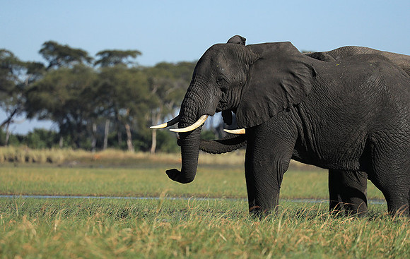 Kafue NP